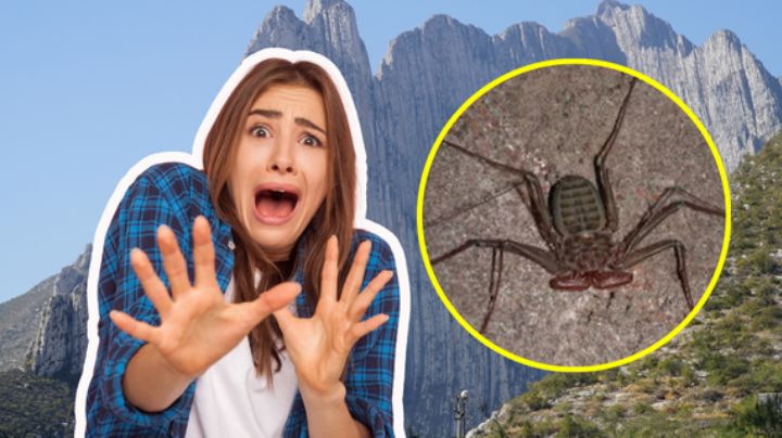 Vinagrillos en Monterrey: olores que los atraen y dónde se esconden en tu casa