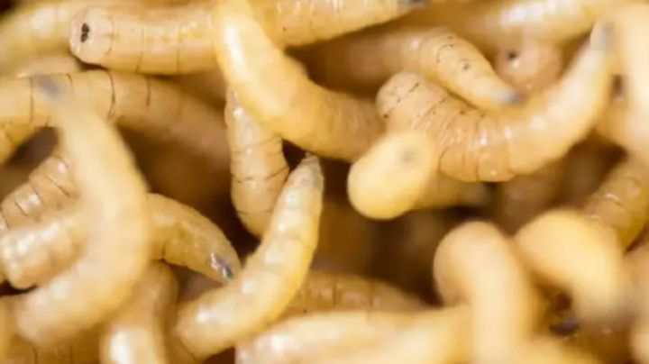 Detectan cuarto caso de gusano barrenador en NL