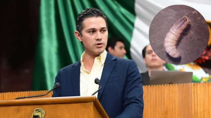 Diputados urgen reforzar vigilancia contra gusano barrenador en NL