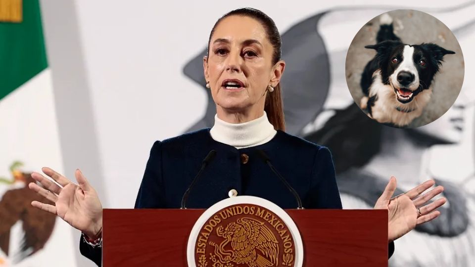 Sheinbaum pide al gobierno de Nuevo León atender casos de maltrato animal.