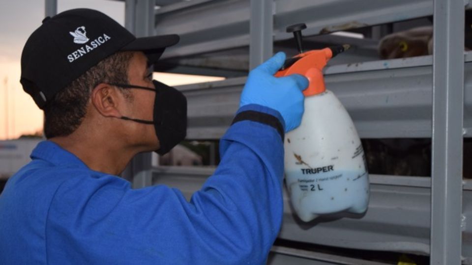 Trabajador de Senasica hace revisión a ganado bovino