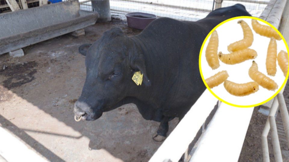 Gusano barrenador en ganado.