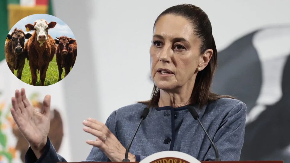 Sheinbaum descarta que brote de gusano barrenador en NL afecte reapertura comercial con EU.