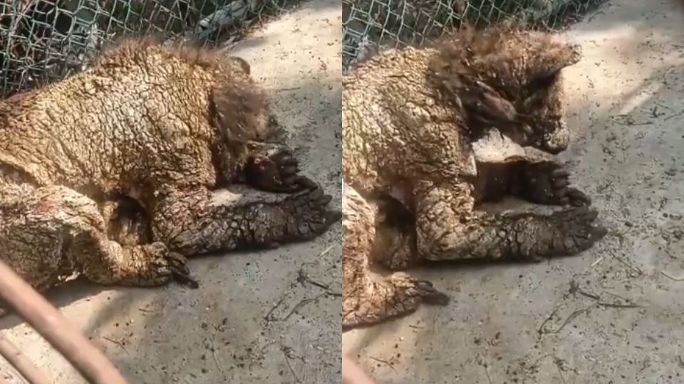 'Ayuden a la osa': ciudadanos exigen apoyo para animal enfermo en zoológico La Pastora.