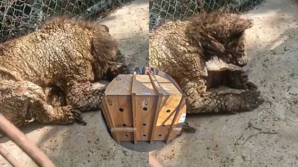 La osa 'Mina' fue llevada a un centro especializado en Pachuca, Hidalgo.