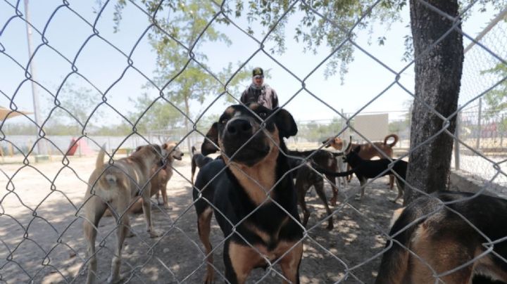 PAN propone registrar albergues animales
