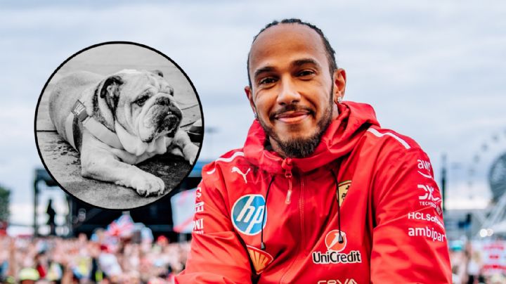 F1: "Anoche perdí a mi mejor amigo", Fallece Roscoe, el perro bulldog de Lewis Hamilton