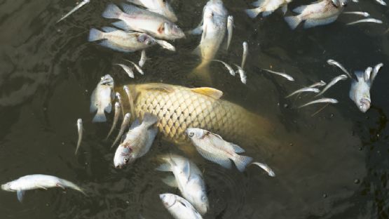 Alertan por muerte masiva de peces en la Laguna Madre en Tamaulipas
