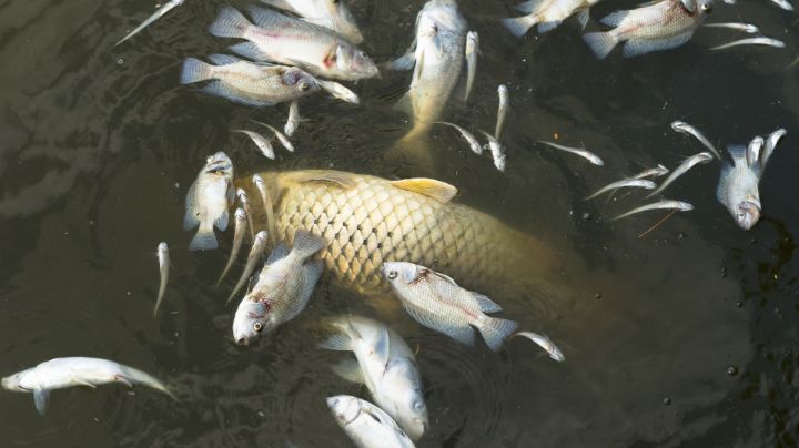 Alertan por muerte masiva de peces en la Laguna Madre en Tamaulipas