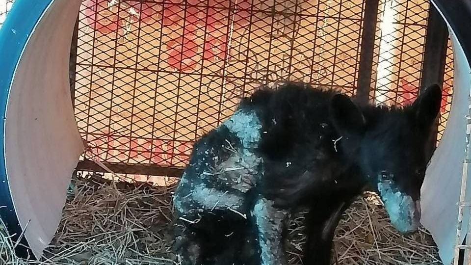 La osa 'Mina' tiene mejoras en su condición de salud.