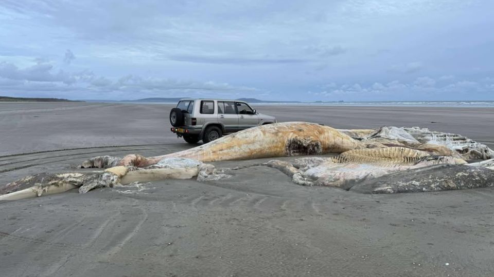 Restos de animal en playa Cefn Sidan | X / @robharries83
