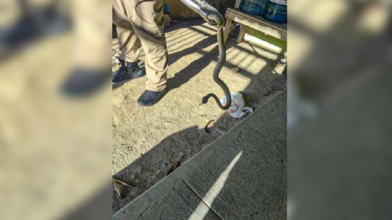 Captura Protección Civil a víbora de cascabel dentro de vivienda en Reynosa