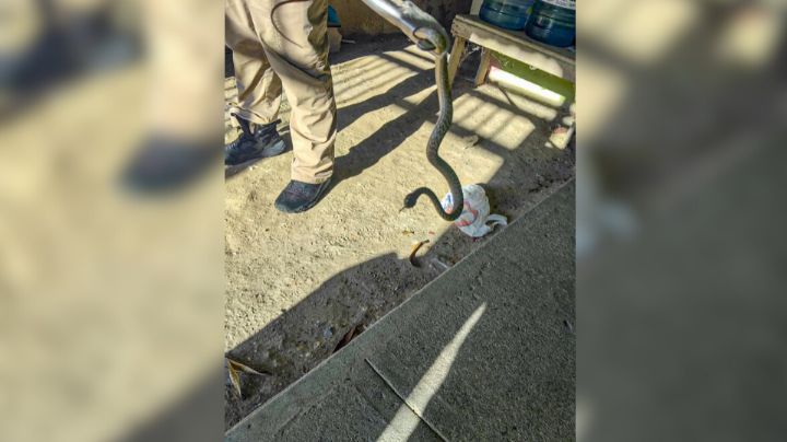 Captura Protección Civil a víbora de cascabel dentro de vivienda en Reynosa