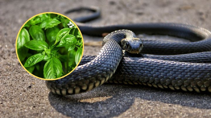 5 plantas que ayudan a proteger tu casa de serpientes en Monterrey
