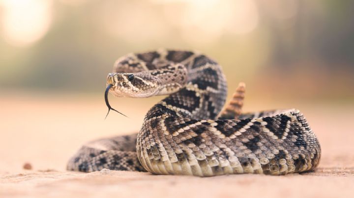 ¿Cómo diferenciar una serpiente de cascabel de otras serpientes comunes en Nuevo León?