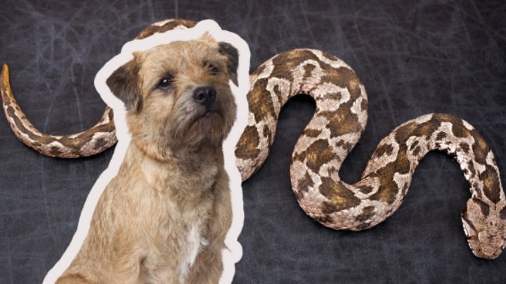¿Cómo actuar si tu perro se topa con una serpiente de cascabel en Nuevo León?