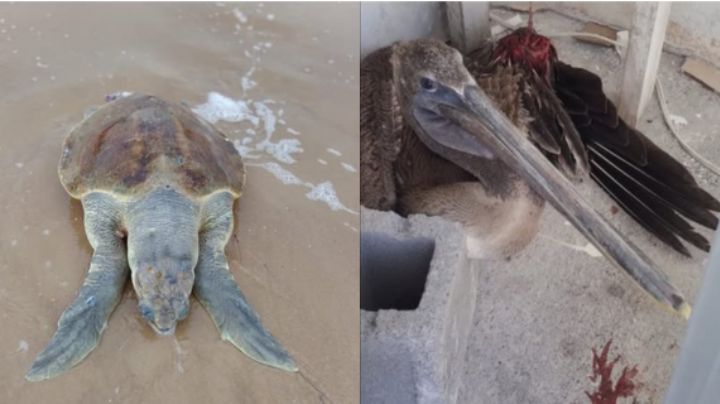 Ambientalistas exhiben muerte de tortugas y pelícanos en la Laguna Madre, Tamaulipas