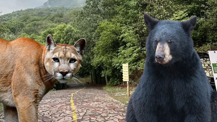 Alerta de animales salvajes: Oso y puma andan sueltos en el Parque La Estanzuela