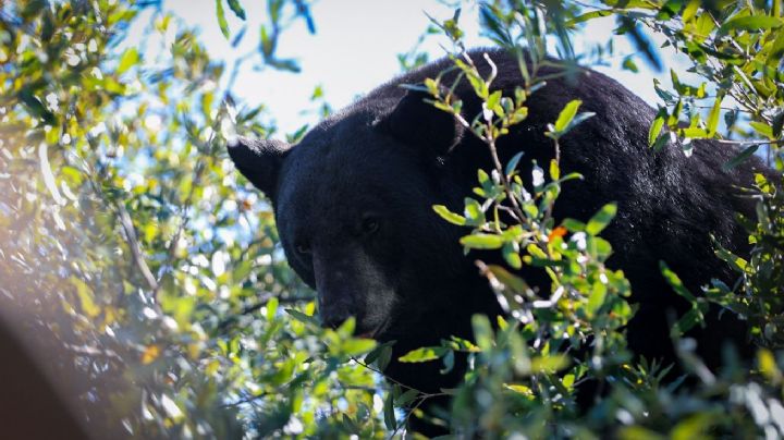 Sube oso a árbol en plaza ubicada en Ciudad Satélite, en Monterrey