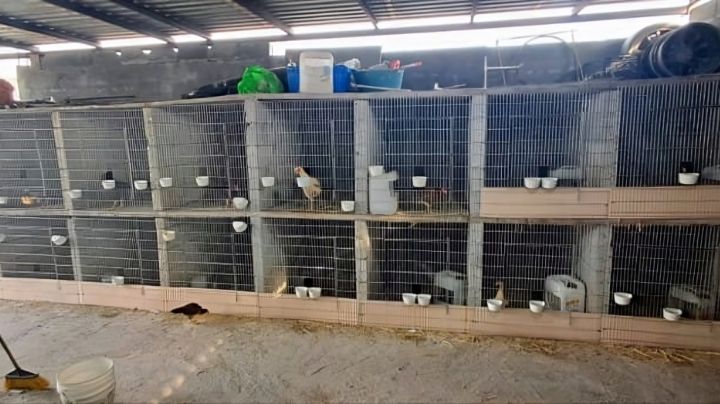 Fiscalía realiza cateo en Monterrey; aseguran pirotecnia, droga y aves