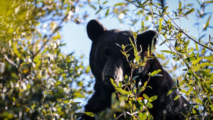 ¿Qué hacer si encuentro un oso en mi colonia? Monterrey