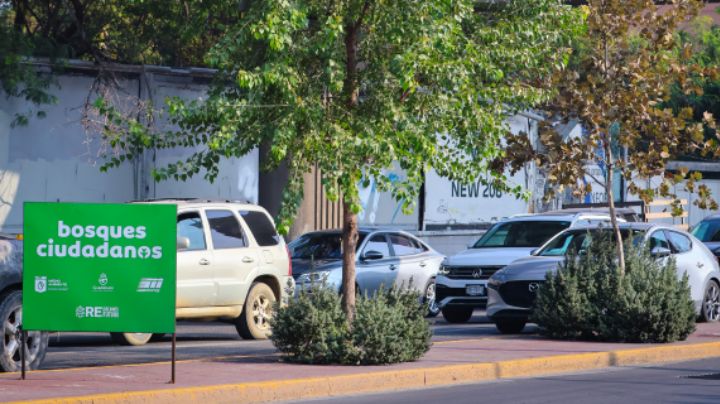 Arborización comienza a darle otra cara al centro de Monterrey