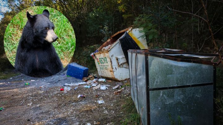Estado suspende manejo de basura en Club Hípico por atracción de osos