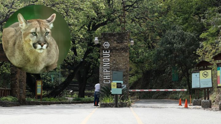 ¡No solo hay osos! Captan a puma en Parque Ecológico Chipinque