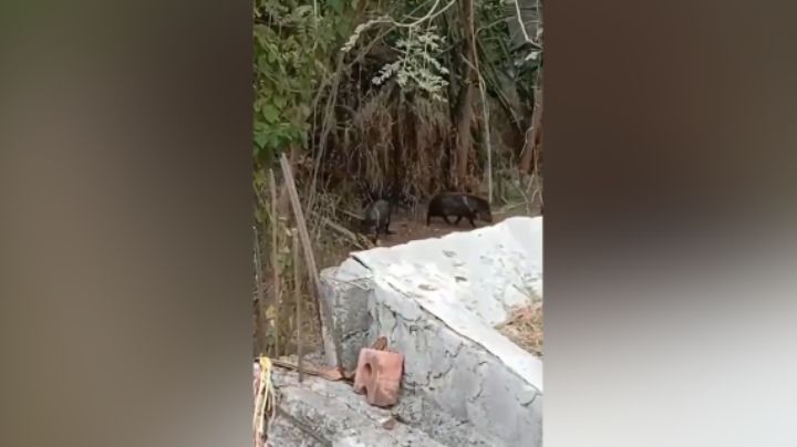 Jabalíes 'visitan' a vecinos de El Realito, en Guadalupe