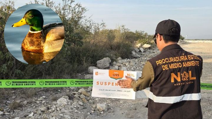 Suspenden obra en los humedales de Zuazua, casa de aves locales y migratorias