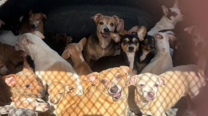 Rescatan a 50 perritos abandonados en Monterrey; su propietaria falleció