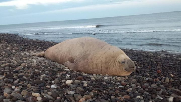 ¡Volvió Panchito! Elefante marino viajó 8 mil kilómetros para ‘vacacionar’ en México