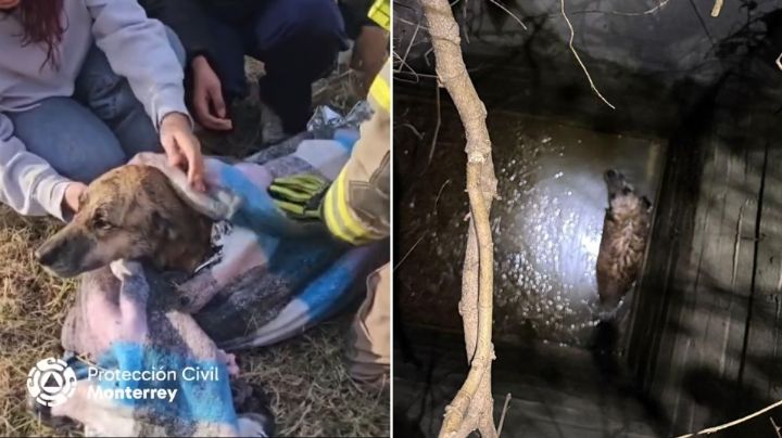 Rescatan a ‘Pinta’, perrita que cayó a un pozo de agua