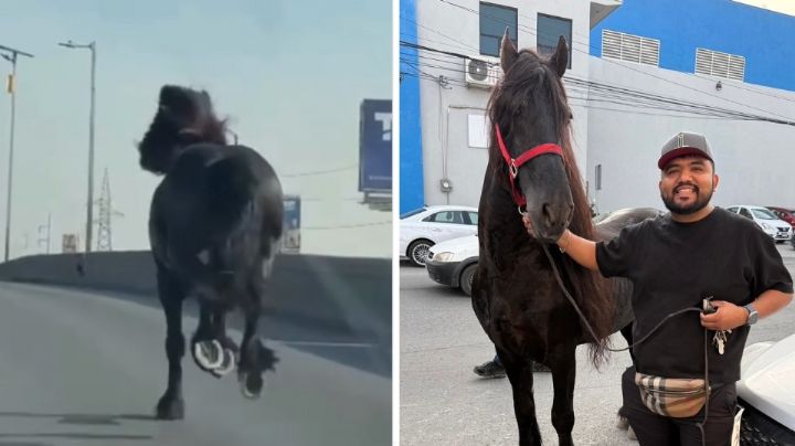 ¿Qué pasó con el caballo de la avenida Lincoln? Revelan el misterio en Monterrey