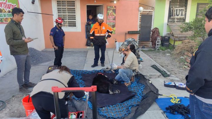 Vuelven a rescatar a oso de un árbol, pero ahora en el municipio de Apodaca