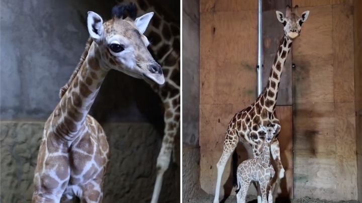 Nace jirafa en peligro de extinción en Bioparque Estrella