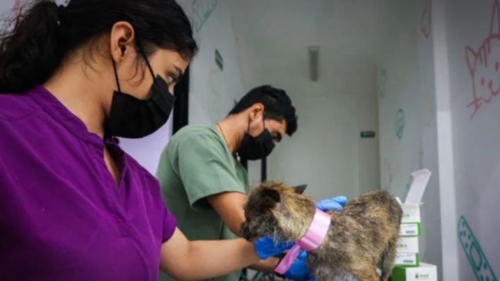 Centro de Bienestar Animal en Santa Catarina sigue sin operar tras señalamientos de maltrato