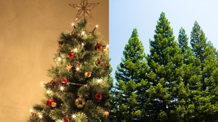 Instalan en Santiago 10 centros de acopio de pinos navideños