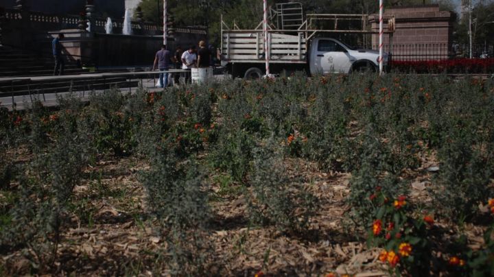 Vacaciones y Macronavidad 'frenan' obras de reforestación en la Explanada de los Héroes