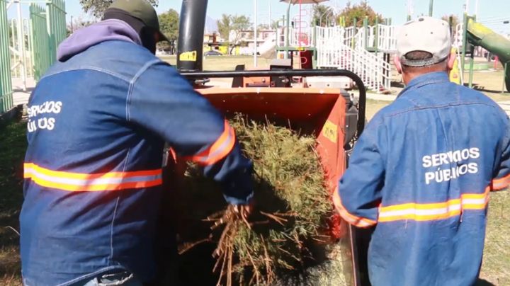 Escobedo y Apodaca instalan centros de acopio de árboles navideños
