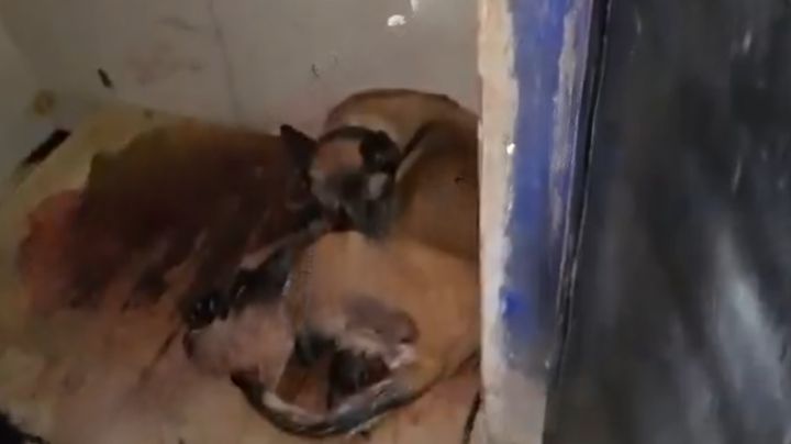 Perrita da a luz a sus cachorros durante cateo en Ciudad de México