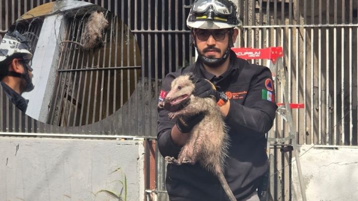 Rescata PCNL a tlacuache atorado en alambres de púas