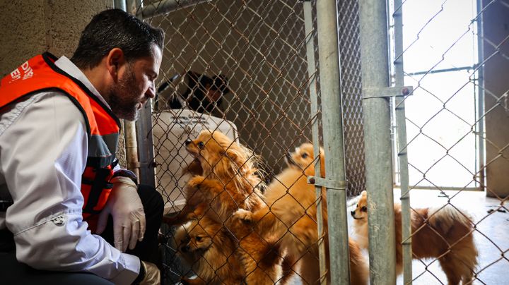 Rescatan a 56 perritos hacinados en criadero ilegal en Juárez