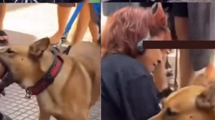 Joven que se identifica como perro es mordida por un canino real tras intentar jugar con él