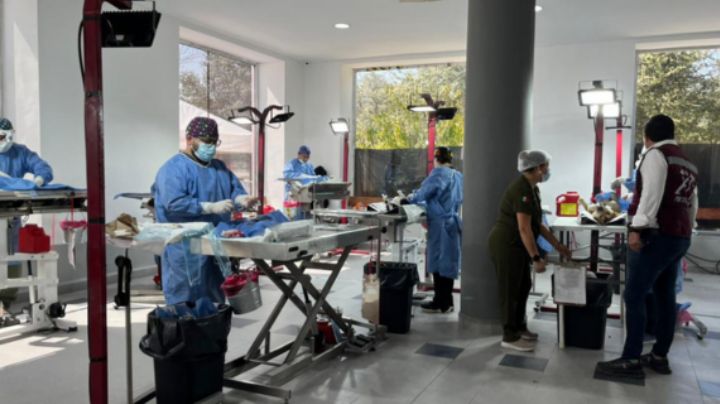 Municipio de García hace la jornada "Esteriliza con Amor": buscan meta récord de 10 mil mascotas