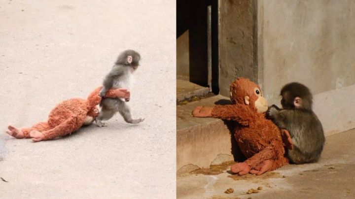 ¿Quién es Punch? El mono viral que enternece al mundo al aferrarse a su peluche