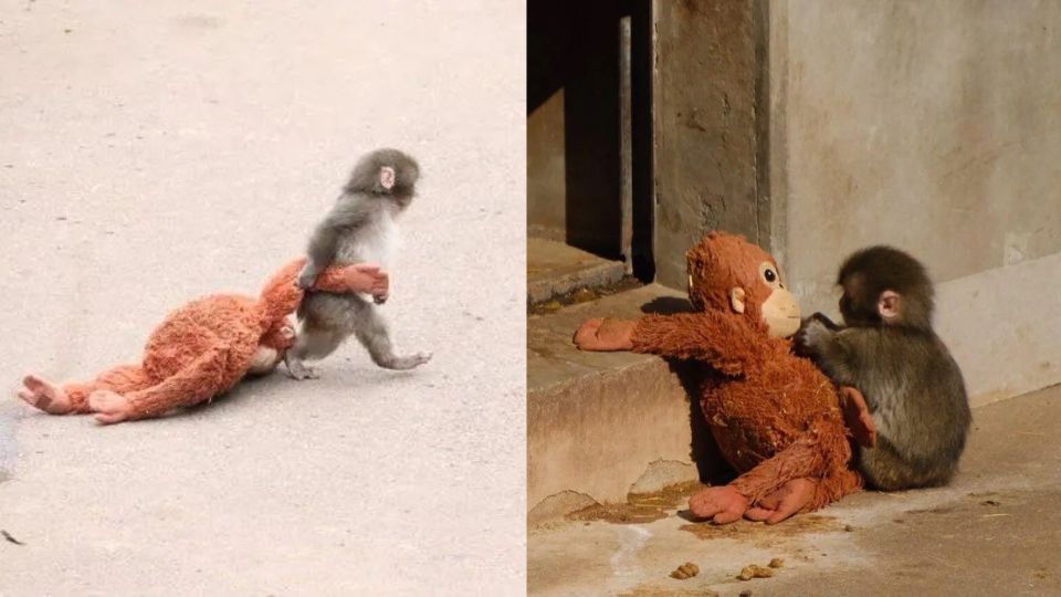 El monito se ha vuelto viral en redes sociales.