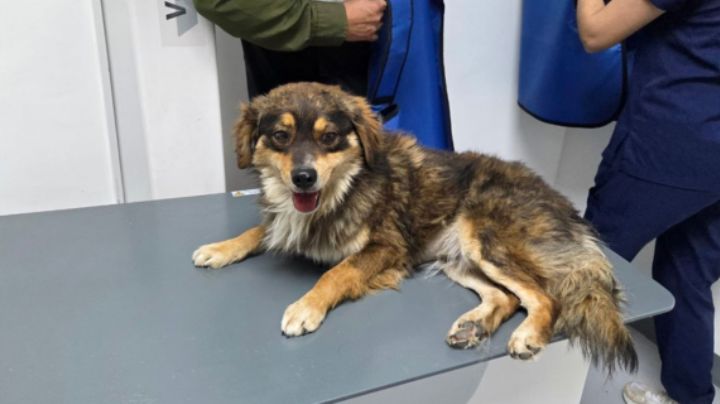 Inician proceso legal contra agresor de perrito en Zuazua, Nuevo León