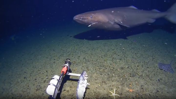 Captan por primera vez a un tiburón gigante en aguas de la Antártida