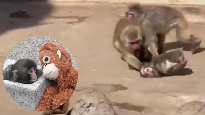 ‘No sientan lástima’: Zoológico revela estado de salud de mono Punch tras agresión